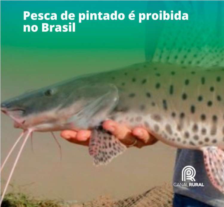 Essa espécie de peixe pode ser encontrada em grandes bacias, como São Francisco, Paraná, Paraguai e Uruguai e é comum vários países da América do Sul, além do Brasil.