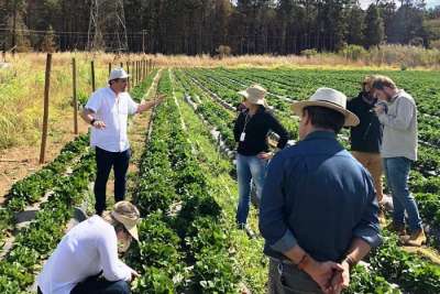 Controle biológico pode alcançar até 80% de eficiência contra ácaro-rajado na produção de morango