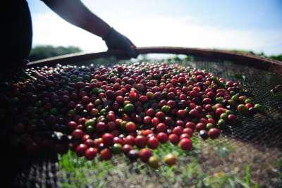 Café: produção é estimada em 59 milhões de sacas, queda de 8%
