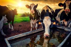 Sustentabilidade e produção de leite - desafios e oportunidades