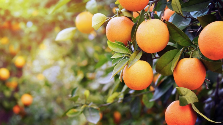 Nutrição dos Citrus otimiza a qualidade dos frutos