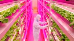 LED pode ser usado na horticultura vegetal