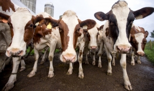 Confira o preço cobrado pela cabeça da vaca leiteira na cotação agrícola