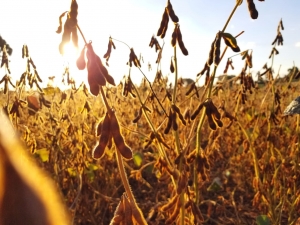 Falta de chuvas e temperaturas altas provocam 30% de perda na produtividade de soja em Cascavel/P...