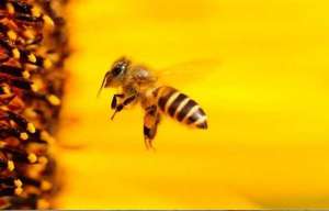 Tecnologia para reduzir a perda de abelhas