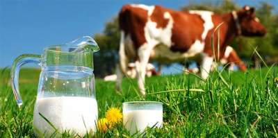 Parceria entre ABS e Nestlé leva o progresso genético e gera lucro para os produtores de leite