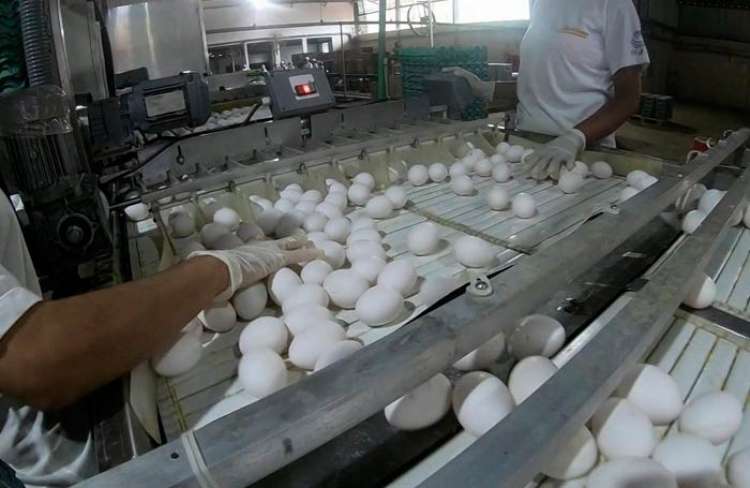 Brasil bate recorde histórico no consumo de ovos
