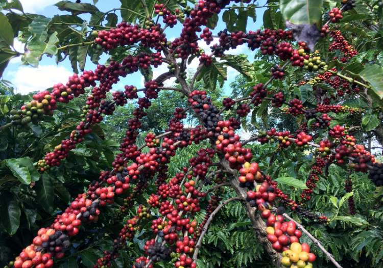 Brasil vê menor volume de café de alta qualidade em 2019, alguns operadores sofrem