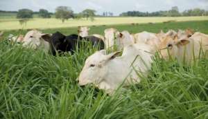 Bifequali TT aumenta produtividade de propriedades de gado de corte