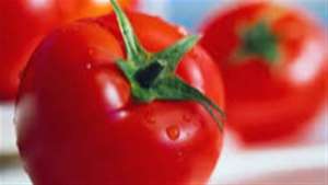 Como em qualquer outra cultura o tomate necessita de solo com nutrientes para um bom desempenho 