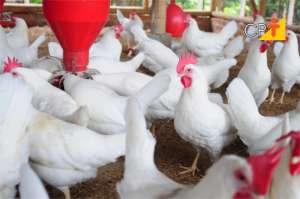 Custo de produção de frangos sobe