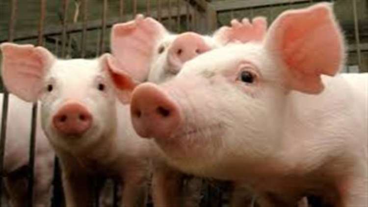 FAO alerta sobre disseminação da peste suína