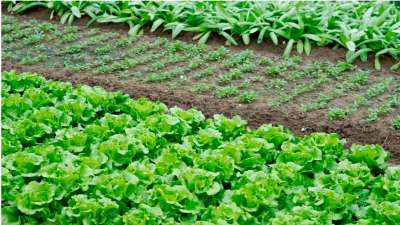 Produtor de hortaliças deve ficar no azul em 2019, diz Cepea