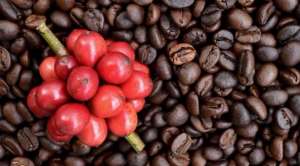 Produção de café arábica poderá ter uma receita bruta de R$ 15 bilhões