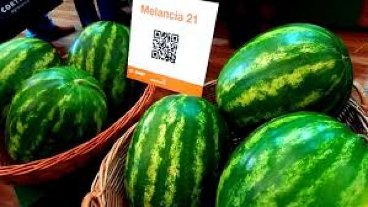 Novo híbrido de melancia chega ao mercado