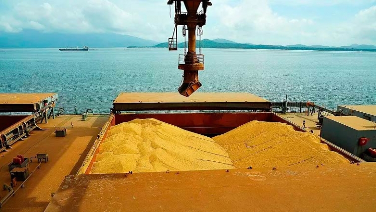 Após 2018 recorde, Anec estima equilíbrio para exportações de soja do Brasil em 2019