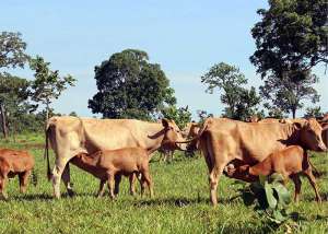 Embrapa: sêmen refrigerado eleva taxas de prenhez em bovinos