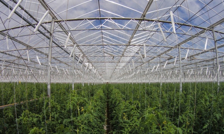 Estufa tecnológica no deserto produz 17 mil toneladas de tomate orgânico/ano