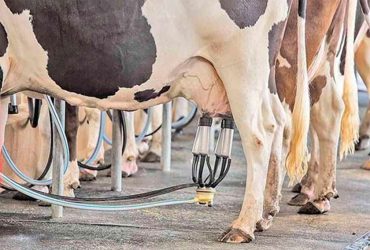 &quot;Ideas for milk&quot; impulsiona inovação no agronegócio