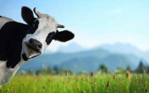 Como está o FDF na dieta das suas vacas?