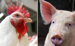 Custos de produção de suínos e de frangos de corte caem 2% em abril