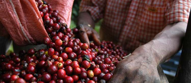 Projeto acompanha a seleção de variedades de café no Oeste de MG