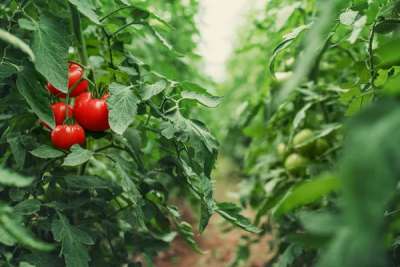 Custo de produção de tomate em Caçador (SC)