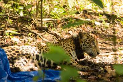 Animais se adaptam a ambientes modificados pelo agronegócio, escreve Xico Graziano