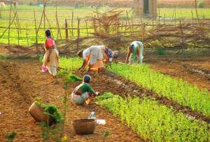 Agricultura biológica impulsiona sustentabilidade