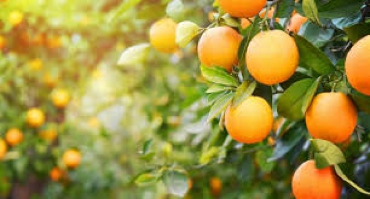 Citrus: Chuvas impactam ainda mais a qualidade das laranjas