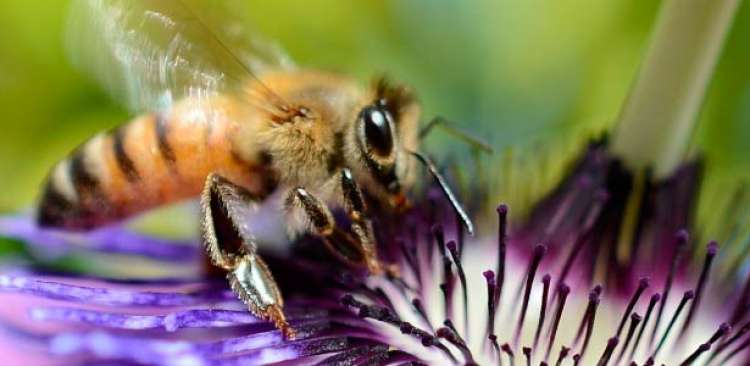 Europa revisa orientações sobre pesticidas e abelhas