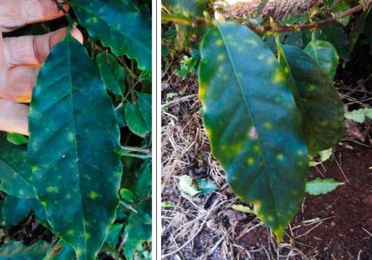 Aspecto de sintomas diferenciados da leprose em folhas de cafeeiros (catuaí) em Bocaiuva, Norte de Minas Gerais. Lesões pequenas na parte externa da ramagem e do lado do sol da manhã.