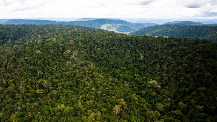 11 espécies de árvores da Amazônia estão sendo exploradas de maneira irregular