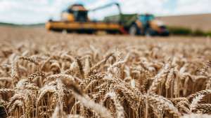 Colheita Condições favoráveis para o trigo