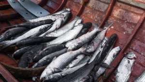Pescados: 11% de amostras coletadas pela Agricultura apresentam inconformidades