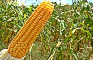 Produto para diminuir agrotóxicos em plantações de milho