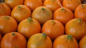 Descrito como um fungicida multicultura, o Vitene pertence ao grupo das estrobilurinas e dos triazois.A podridão floral dos citros, também conhecida como &#039;estrelinha&#039;, é uma das principais preocupações 
