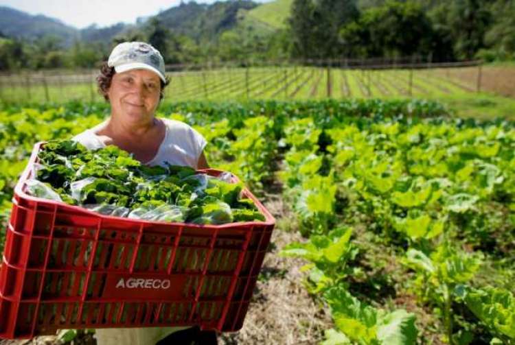 Nos últimos anos se observou um aumento de 8,3% no número de mulheres trabalhando no agro, segundo dados do Cepea.