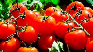 Epagri lança sistema orgânico de produção de tomate