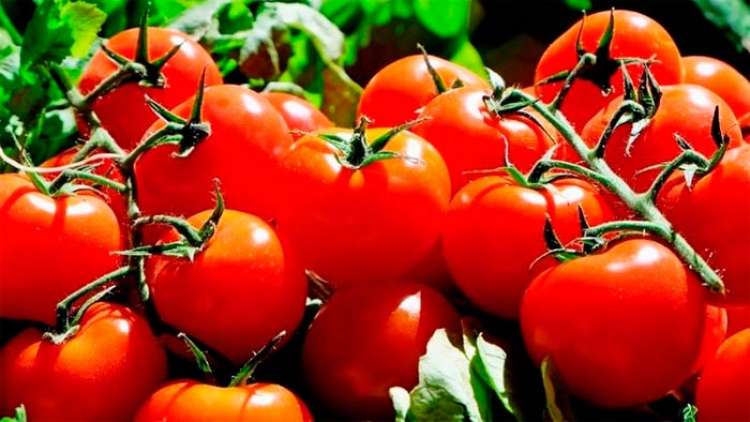 Epagri lança sistema orgânico de produção de tomate