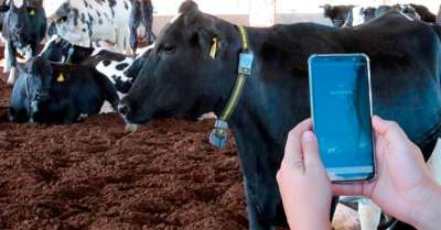 Sistema de identificação e monitoramento de animais, triplica taxa de prenhez de vacas