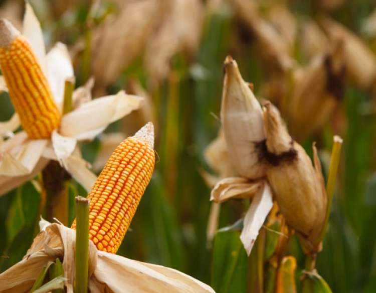 Novo híbrido de milho protege safra de praga que reduz produtividade em até 50%