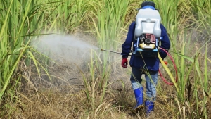 Bayer lança herbicida para cana com promessa de redução no repasse