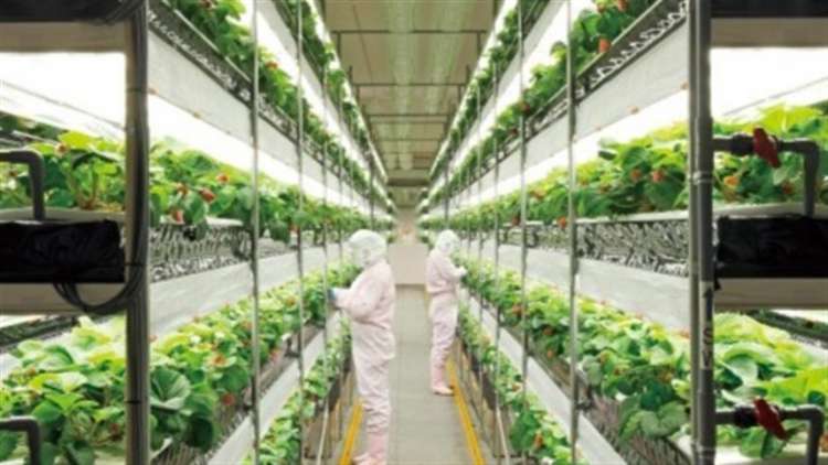Agricultura vertical pode ser a solução para a produtividade