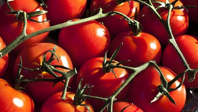 Conheça medidas alternativas para controle de lagartas em tomateiros
