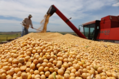 CSFI Brasil tem parceria com Canadá e EUA em minor crops