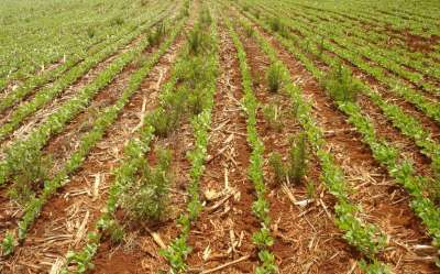 Pré-emergente é uma das alternativas para manejo de plantas daninhas resistentes